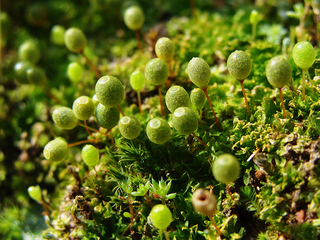 Una bella Costesia Macrocarpa.