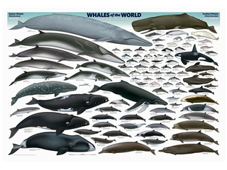 Las ballenas ser�n tema el 25 de septiembre.