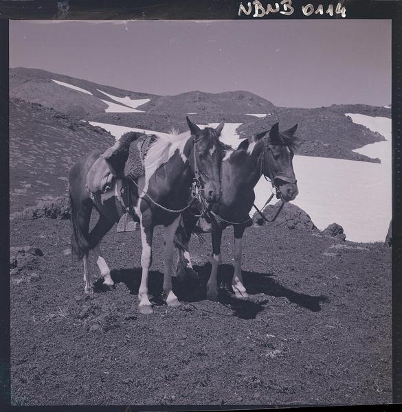 [Dos caballos ensillados en medio de un valle]