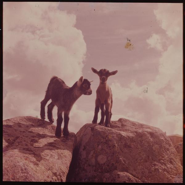 [ [Dos chivitos en unos peñascos]