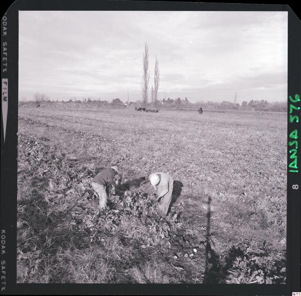 [Iansa (Chile) : Cosecha de la remolacha azucarera en la Planta Linares]