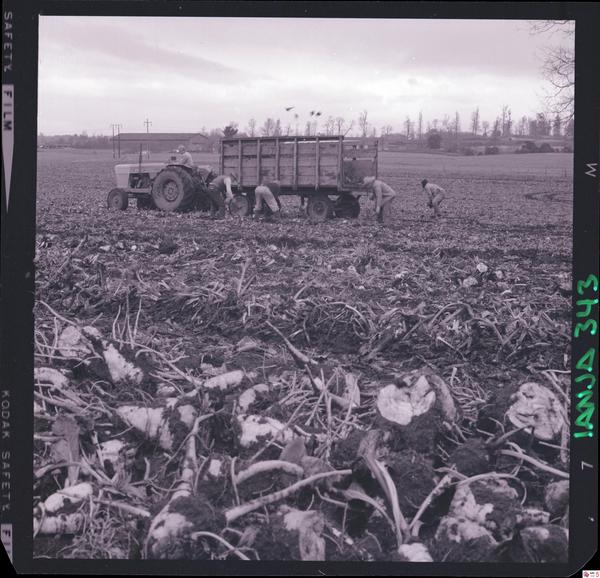 [Iansa (Chile) : Cosecha de remolacha azucarera en la Planta Llanquihue]