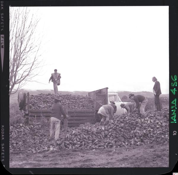 [Iansa (Chile) : Cosecha de remolacha azucarera en la Planta Llanquihue]