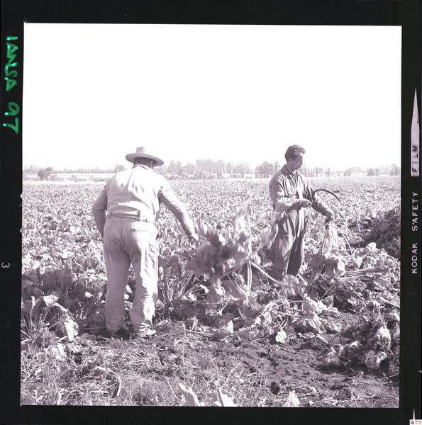 [Iansa (Chile) : Cosecha de remolacha azucarera]