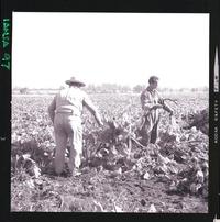 [Iansa (Chile) : Cosecha de remolacha azucarera]