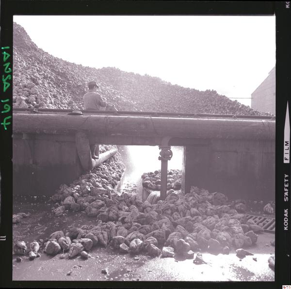 [Iansa (Chile) : Planta Cocharcas]