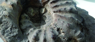 Organigrama Museo de Historia Natural de Valpara�so