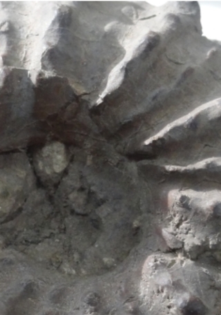 F�siles: un mar petrificado en el desierto