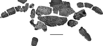 Elasmos�urido Cret�cico, Chile.