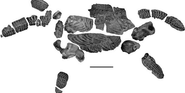 Elasmosurido Cretcico, Chile.