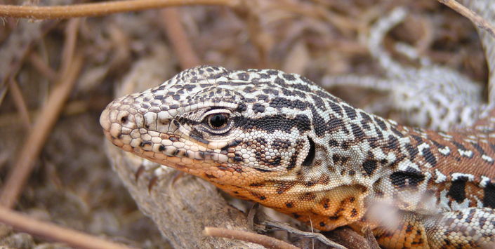 Iguana chilena (Callopistes palluma).