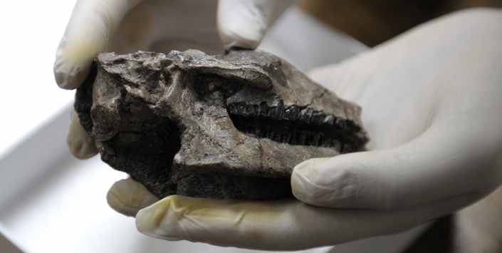 Colecciones del museo