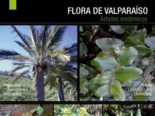 Flora de Valpara�so