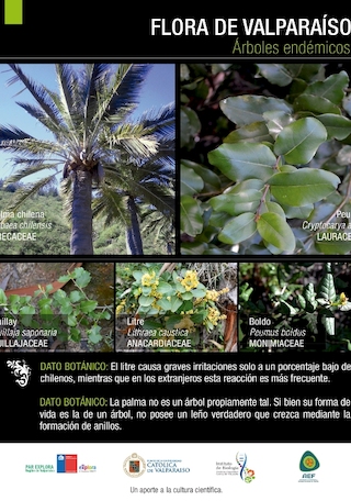 Flora de Valpara�so