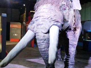 Exposicin Gonfoterios en Arica