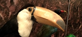 Extico Salvaje y en Peligro