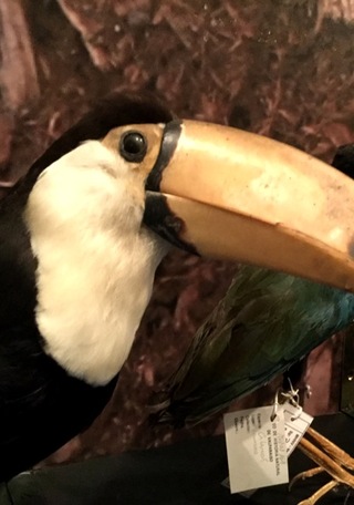 Extico Salvaje y en Peligro