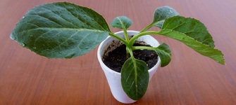 imagen imagen_portada.jpg