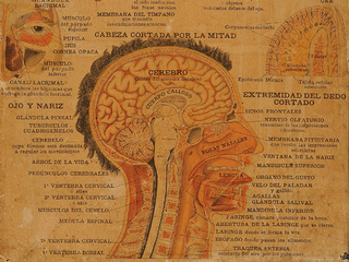 Experimentar el mundo: la ense�anza de Ciencias Naturales