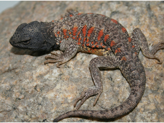 Liolaemus nigriceps, cuyos colores obedecen a la presencia de los cromatforos, melanforos en el caso de la cabeza y eritrforos en el caso de las manchas del dorso