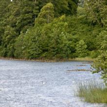 Imagen del monumento Zona húmeda de los alrededores de la ciudad de Valdivia