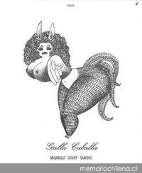 Galla caballa = Mirabilis carne canonis