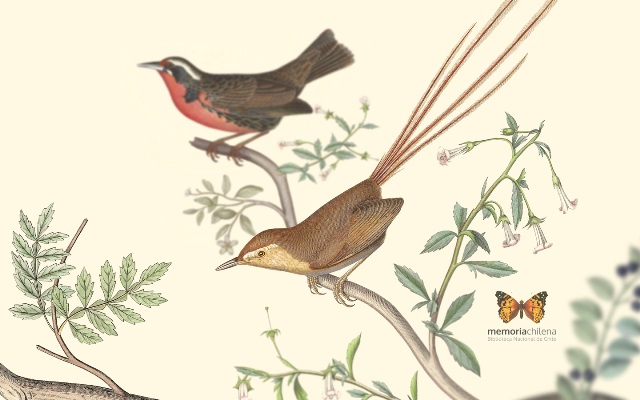 Claudio Gay, 1854 Claudio Gay, 1854