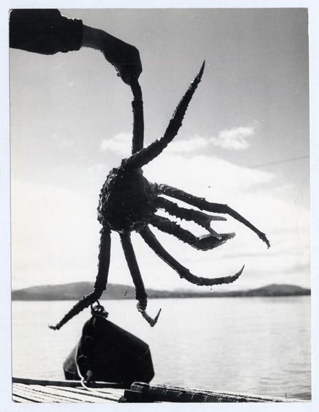 Centolla del Canal Beagle