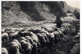 Camino de Coyhaique a Chacabuco, piños volviendo de la esquila.