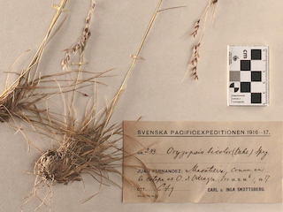 Oryzopsis bicolor (Vahl)