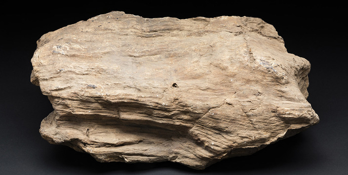 Fragmento de madera de fósil silicificada de una araucariácea