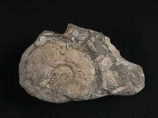 Naticidae, Vista lateral