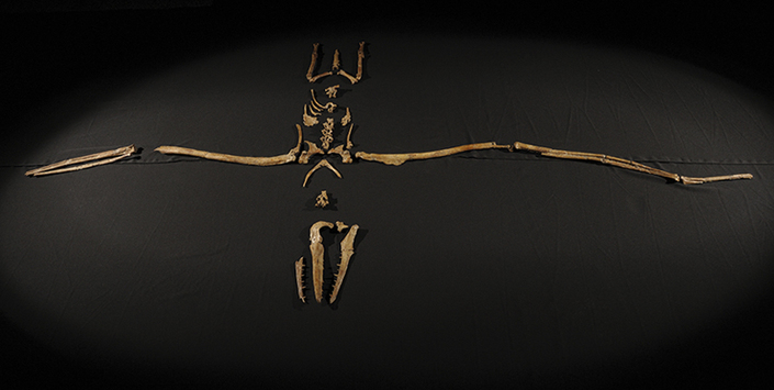 Pelagornis chilensis. Bahía Inglesa. Museo Nacional de Historia Natural.