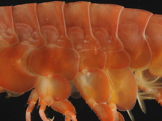 Eurythenes atacamensis forma roja, obtenido a 8074 metros de profundidad en la Fosa de Atacama. © Weston et al. (2021) (Figura 6b).