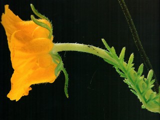 Del libro Secretos de la cordillera de Santiago