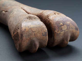 Metatarso paleolama sp. Sitio de Quereo.