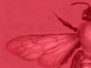 Anales del Museo de Historia Natural de Valparaíso