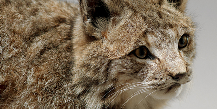 Lince canadiense embalsamado, Cites apéndice I. Depósito legal Museo de Historia Natural de Valparaíso.