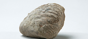 Pacitrigonia hanetiana