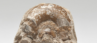 Fragmento de Nautilus sp.