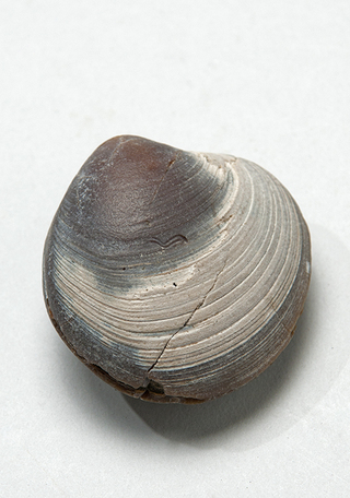 Eurhomalea exalbida