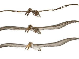 Galería. Repatriación del Pelagornis Chilensis, patrimonio paleontológico de Chile