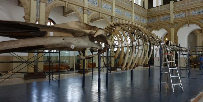 Inicio Operación Ballena