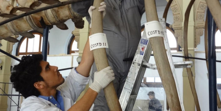 Desmontaje de vértebras 2