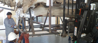 Desmontaje del cráneo 2