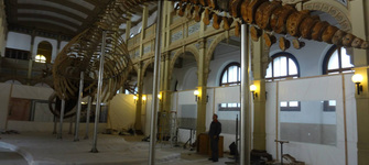 Operación Ballena 39