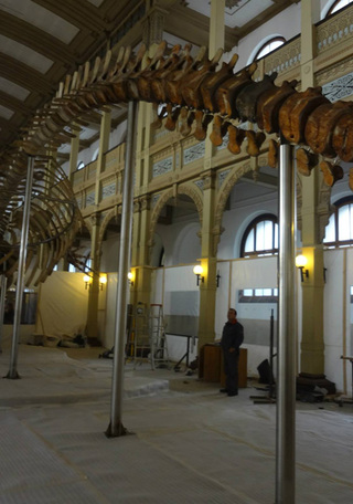 Operación Ballena 39