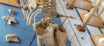 Ballena del MNHN 3