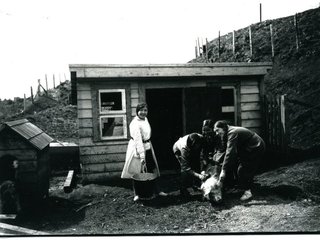 Estudiantes de la Escuela Normal Rural de Ancud en práctica, cuidado y limpieza de cerdos. Década de 1930. Colección: Enrique Caro Bahamonde