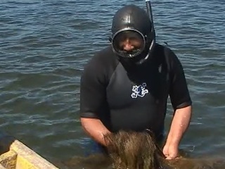 La recolección y plantación de pelillo (Gracilaria chilensis) es una actividad económica importante que se realiza en los bordes costeros de Chiloé, no solo por su valor para la exportación, ya que también se usa para fertilizar los cultivos de papas.